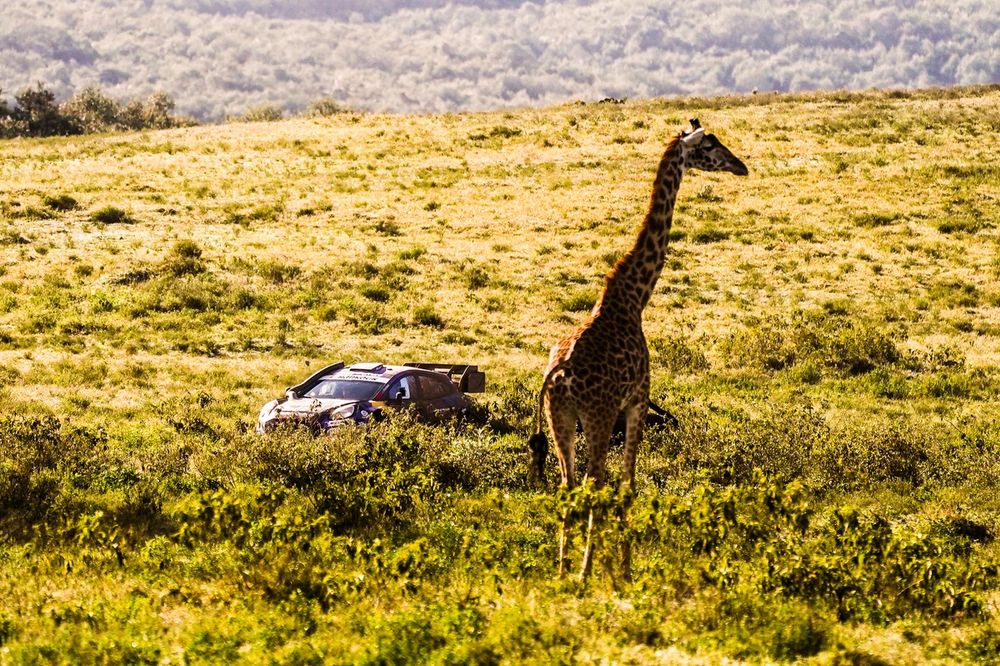 Joshua McErlean, Eoin Treacy, M-Sport Ford World Rally Team Ford Puma Rally1