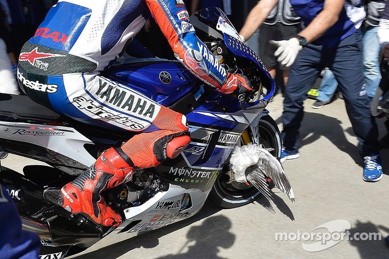 Jorge Lorenzo llega al parque cerrado tras lograr la pole de 2013 con una gaviota enganchada a su moto